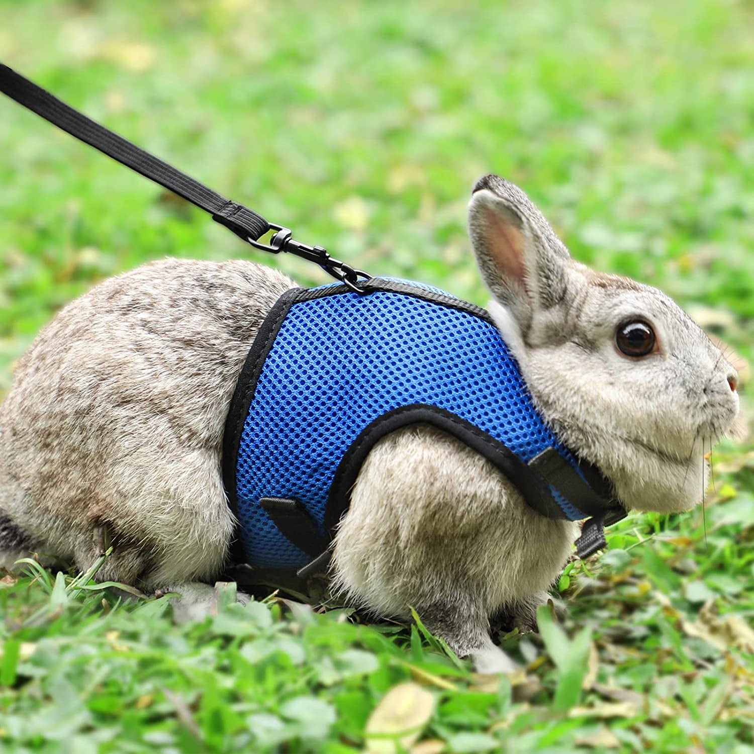 Bunny Rabbit Harness with Stretchy Leash Cute Adjustable Buckle Breathable Mesh Vest for Kitten Small Pets Walking (S(Chest:9.8-12.5 In), Blue)