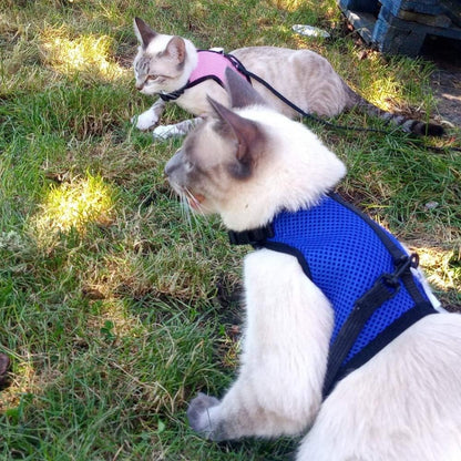 Bunny Rabbit Harness with Stretchy Leash Cute Adjustable Buckle Breathable Mesh Vest for Kitten Small Pets Walking (S(Chest:9.8-12.5 In), Blue)